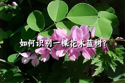 如何识别一棵花木蓝树？