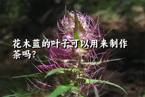 花木蓝的叶子可以用来制作茶吗？