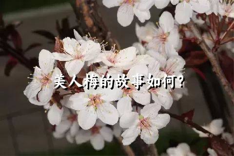 美人梅的故事如何？