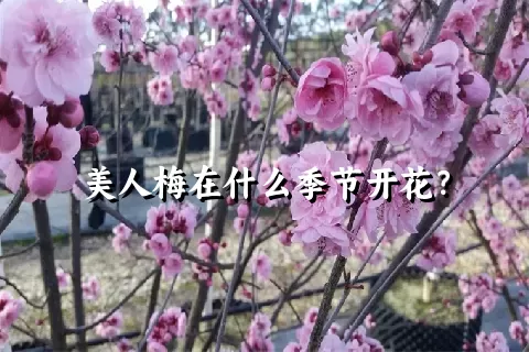 美人梅在什么季节开花？