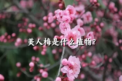 美人梅是什么植物？