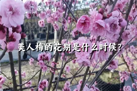 美人梅的花期是什么时候？