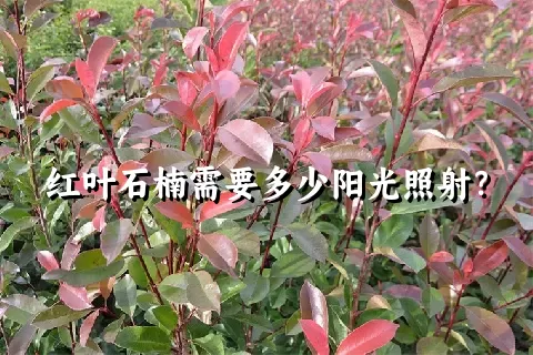 红叶石楠需要多少阳光照射？