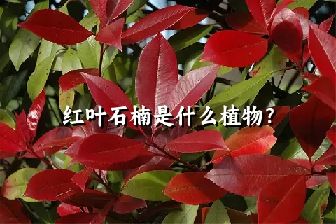 红叶石楠是什么植物？