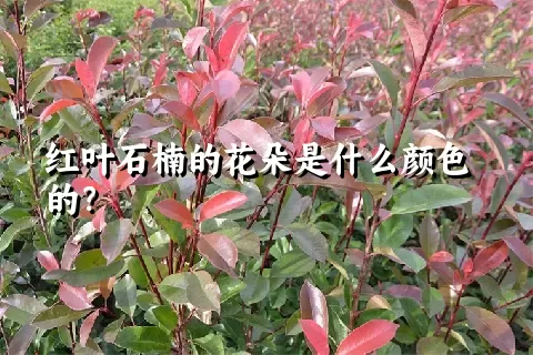 红叶石楠的花朵是什么颜色的？