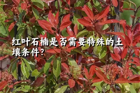 红叶石楠是否需要特殊的土壤条件？