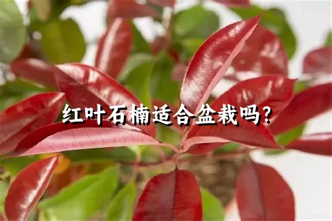 红叶石楠适合盆栽吗？