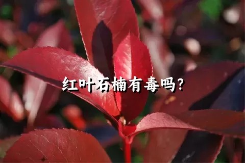 红叶石楠有毒吗？