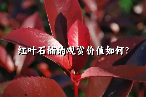 红叶石楠的观赏价值如何？