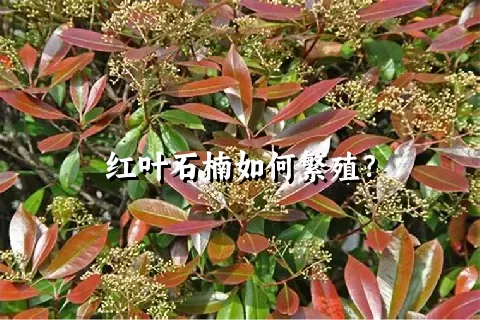 红叶石楠如何繁殖？