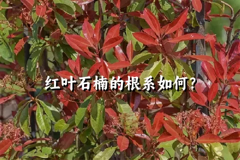 红叶石楠的根系如何？