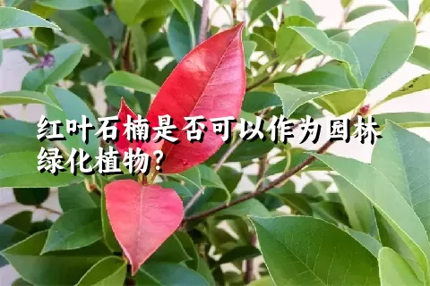 红叶石楠是否可以作为园林绿化植物？