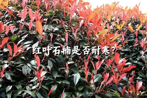 红叶石楠是否耐寒？