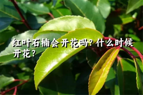 红叶石楠会开花吗？什么时候开花？