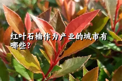 红叶石楠作为产业的城市有哪些？