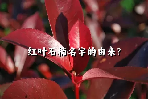 红叶石楠名字的由来？