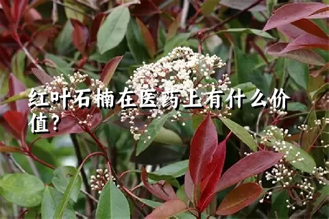 红叶石楠在医药上有什么价值？