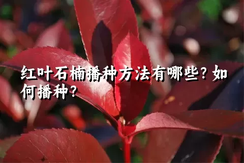 红叶石楠播种方法有哪些？如何播种？