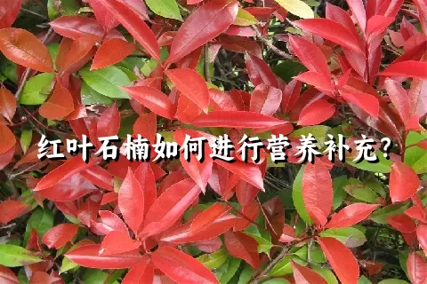 红叶石楠如何进行营养补充？