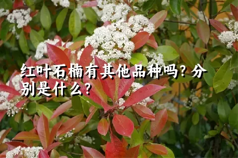 红叶石楠有其他品种吗？分别是什么？