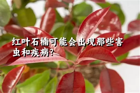 红叶石楠可能会出现那些害虫和疾病？