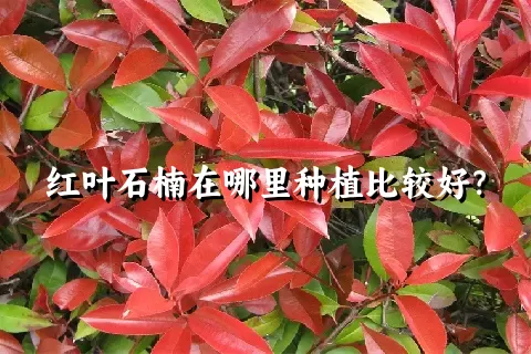 红叶石楠在哪里种植比较好？