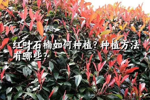 红叶石楠如何种植？种植方法有哪些？