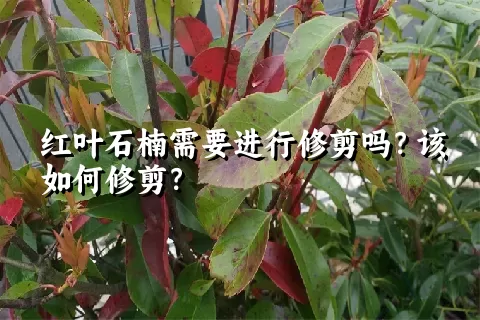 红叶石楠需要进行修剪吗？该如何修剪？