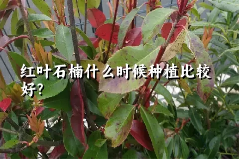 红叶石楠什么时候种植比较好？