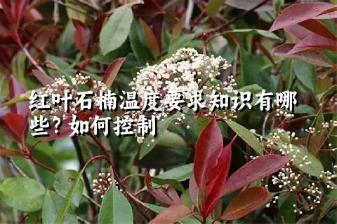 红叶石楠温度要求知识有哪些？如何控制