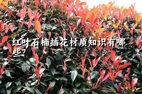 红叶石楠插花材质知识有哪些？