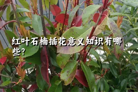 红叶石楠插花意义知识有哪些？