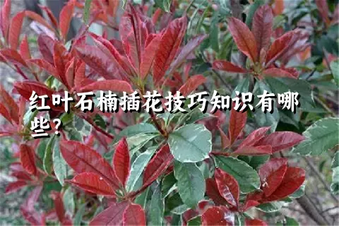 红叶石楠插花技巧知识有哪些？