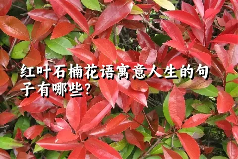 红叶石楠花语寓意人生的句子有哪些？