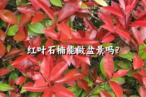 红叶石楠能做盆景吗？