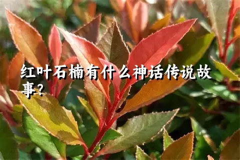 红叶石楠有什么神话传说故事？