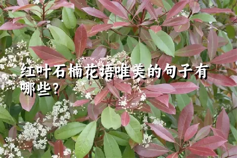 红叶石楠花语唯美的句子有哪些？