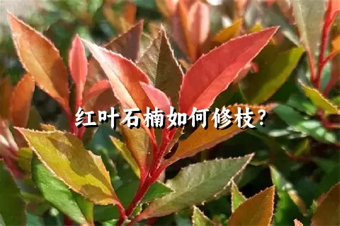 红叶石楠如何修枝？