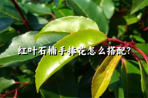 红叶石楠手捧花怎么搭配？