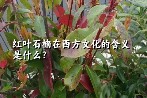 红叶石楠在西方文化的含义是什么？