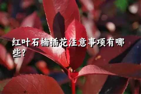 红叶石楠插花注意事项有哪些？