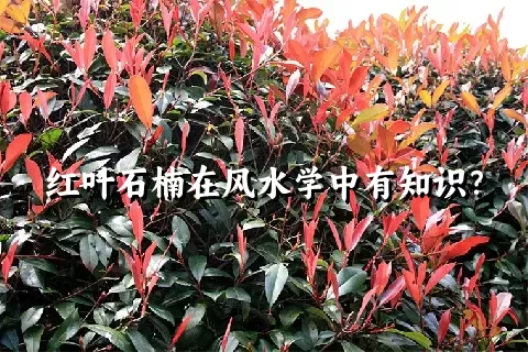 红叶石楠在风水学中有知识？