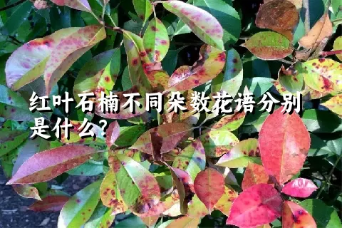 红叶石楠不同朵数花语分别是什么？