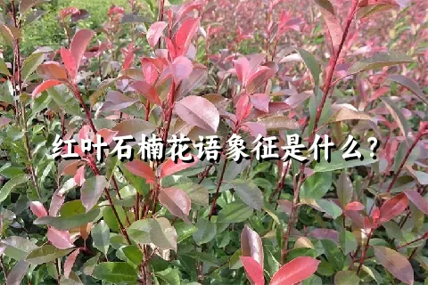 红叶石楠花语象征是什么？