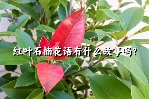 红叶石楠花语有什么故事吗？