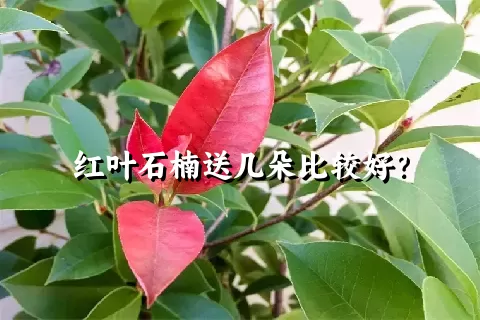 红叶石楠送几朵比较好？