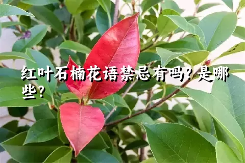 红叶石楠花语禁忌有吗？是哪些？