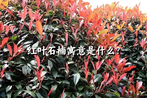 红叶石楠寓意是什么？