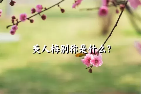 美人梅别称是什么？