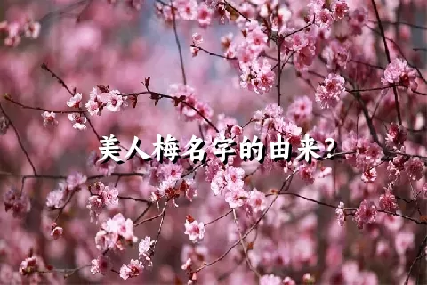 美人梅名字的由来？